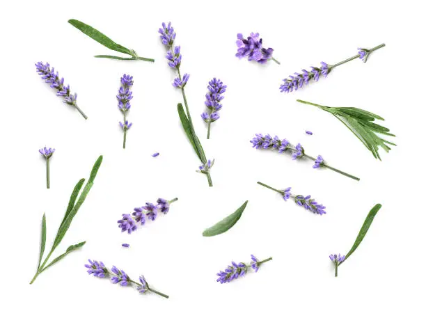 Lavender flowers collection isolated on a white background. Flat lay