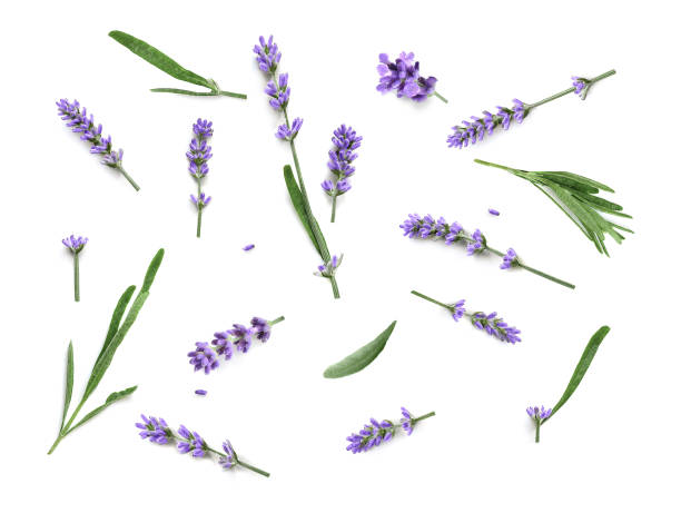 lavender flowers isolated on a white background - lavender coloured imagens e fotografias de stock