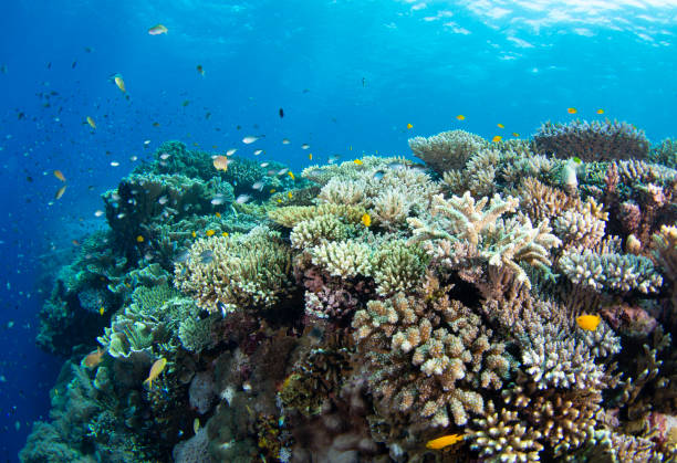 istock Lots of corals 1204116423