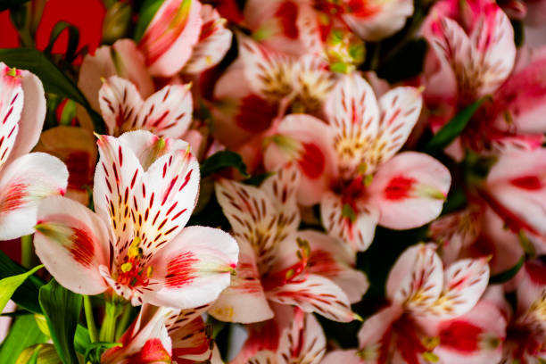 lots of colorful flowers background