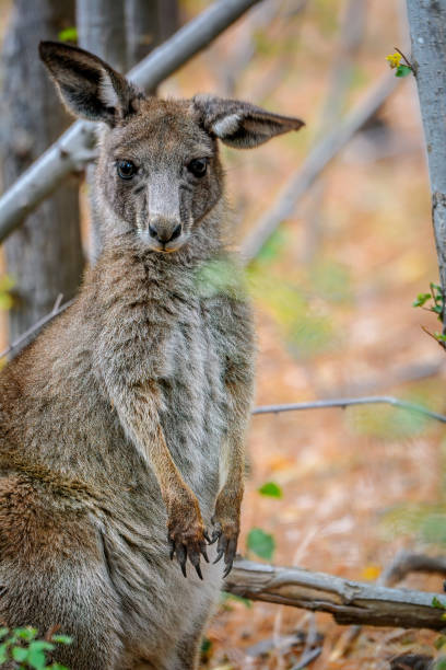 istock Grey Kangaroo in the bushland 1204119141