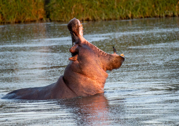 istock A hippopotamus in water with mouth open 1204119350