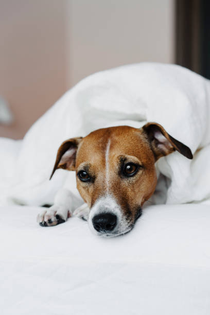 istock The dog on the bed. 1204120092