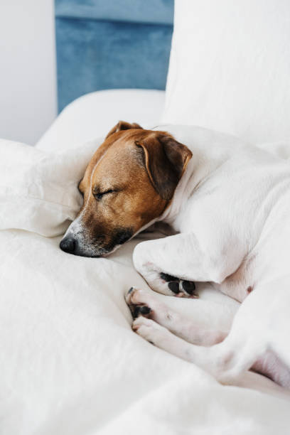 istock The dog on the bed. 1204120097