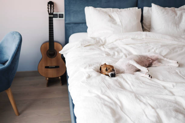 The dog on the bed. Cute dog Jack Russell Terrier sleeping on a white bed in a cozy modern bedroom. bedding stock pictures, royalty-free photos & images