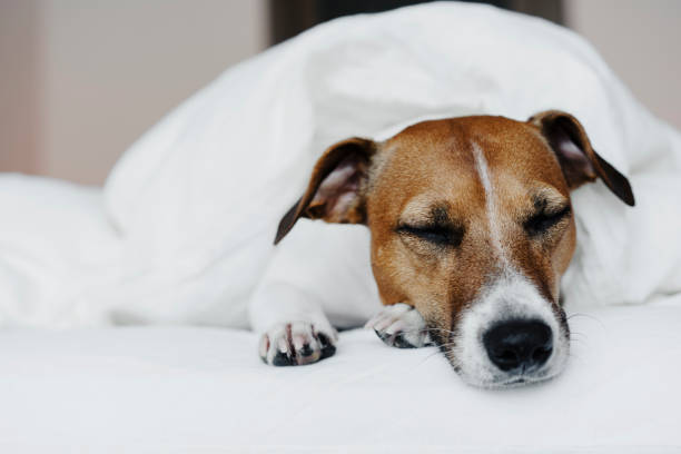 istock The dog on the bed. 1204120142