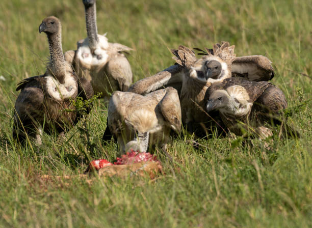 istock Griffon vultures scavenging on baby deer in Masai Mara 1204120209