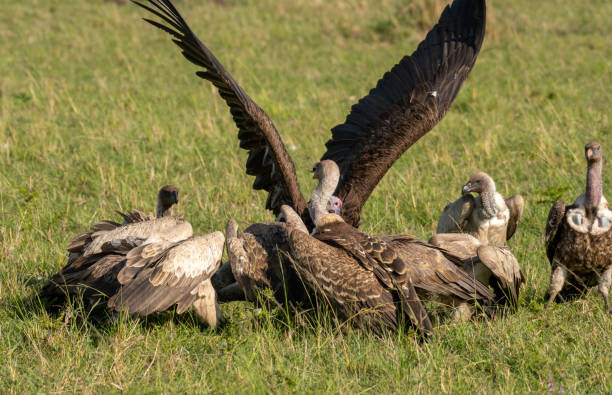 istock Griffon vultures scavenging on baby deer in Masai Mara 1204120475