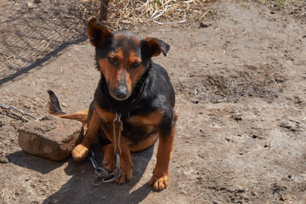istock A small mongrel dog sits on a large metal chain. 1204120775
