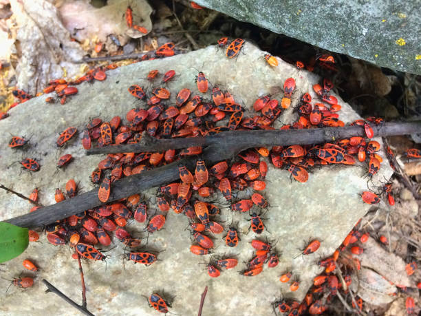 istock A huge number of tree bugs. Little red bugs. 1204120777
