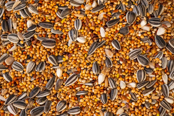 istock close up pouring birdseed for domestic birds 1204121940