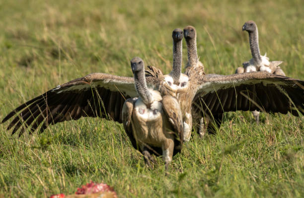 istock Griffon vultures scavenging on baby deer in Masai Mara 1204122162