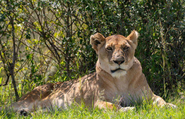 istock Lioness resting on grassland in Masai Mara 1204122324