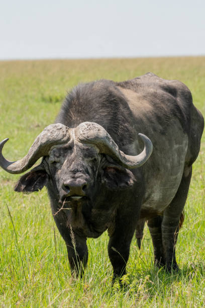 istock Cape Buffalo in Masai Mara 1204122326