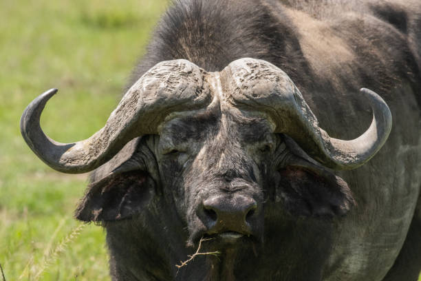 istock Cape Buffalo in Masai Mara 1204122361