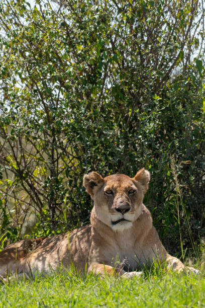 istock Lioness resting on grassland in Masai Mara 1204122371