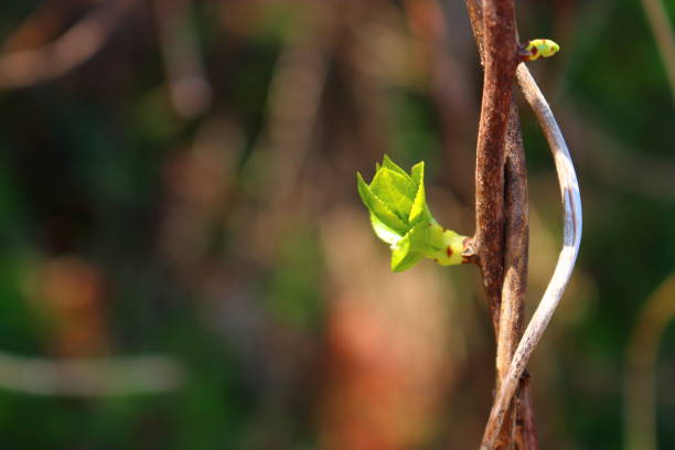 istock Port Montage, Hangpaduri, Saturn, Spring, Flowers, Classics, Cultural Properties, 1204123160