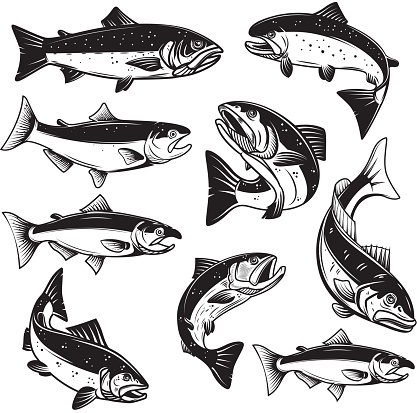 Set of Illustrations of salmon fish in engraving style. Design element for label, sign, emblem, poster. Vector illustration