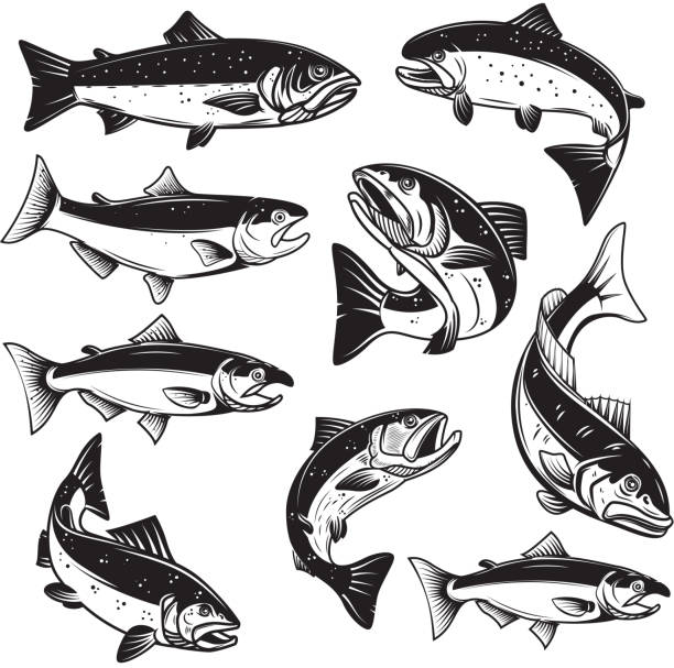 Set of Illustrations of salmon fish in engraving style. Design element for label, sign, emblem, poster. Vector illustration Set of Illustrations of salmon fish in engraving style. Design element for label, sign, emblem, poster. Vector illustration trout stock illustrations