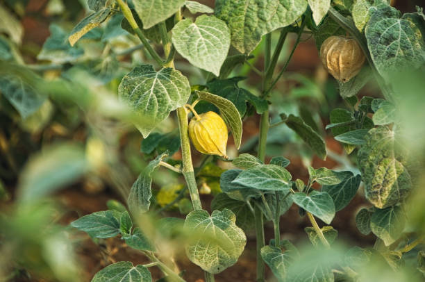 cape stachelbeere (physalis peruviana), uchuva oder goldbeeren auf pflanze. - gooseberry fruit growth green stock-fotos und bilder