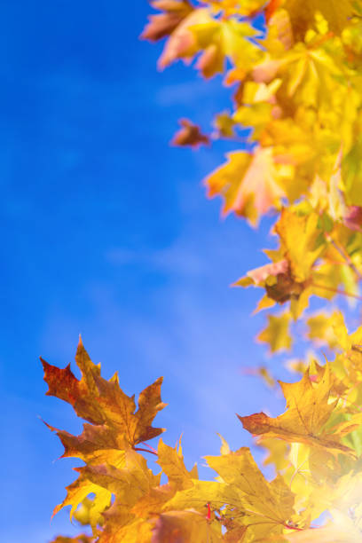 Nature Concepts. Autumn Yellow- Red Maple Leaves Placed as a Frame Against Blue Sky Background. Fall Themes.Vertical Image