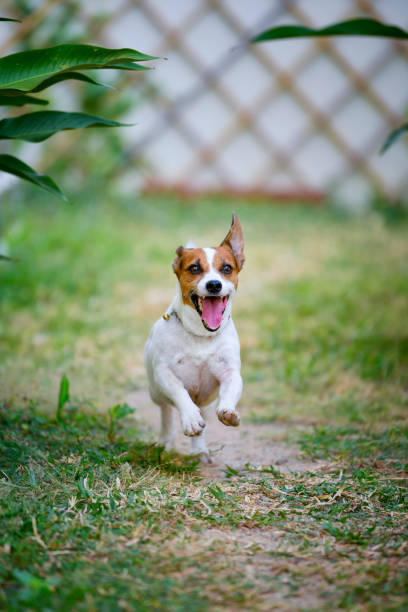 istock Jack Russell Terrier dog running and jumping in the backyard. 1204128996