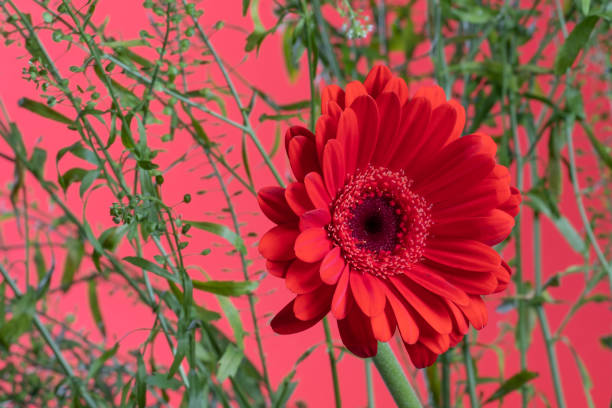 istock Red Gerbera flower blossom on green flower with red background 1204129625