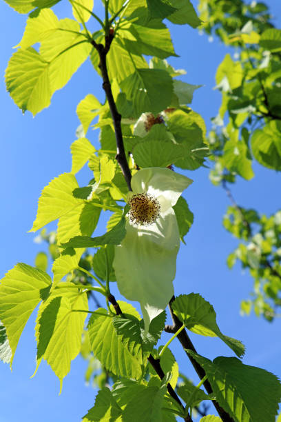 istock Davidia involucrata or Handkerchief tree or Dove tree 1204129631