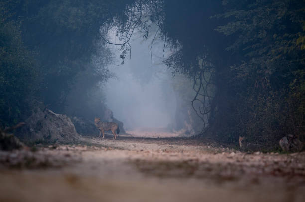 istock Indian golden Jackal in a canopy 1204133884