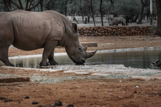 istock Rhino at the watering hole 1204134310
