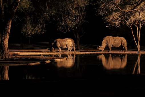 Beautiful reflection of rhino's at the watering hole late at night