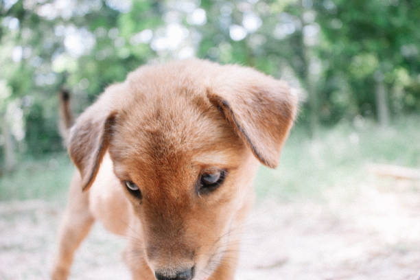 istock cute brown puppy 1204134783
