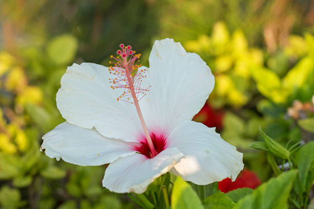 istock Hibiscus. White beautiful flower growing in the natural environment. 1204135774
