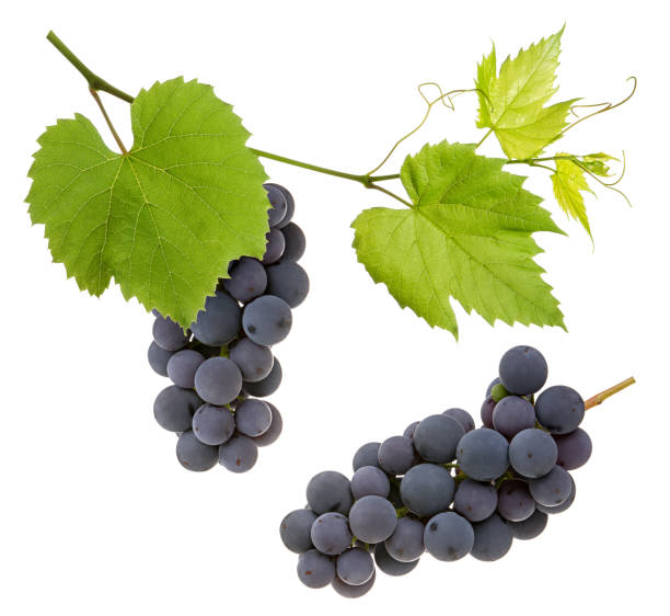 istock Grape berry bunch collection with green leaves on branch isolated on white background 1204136977