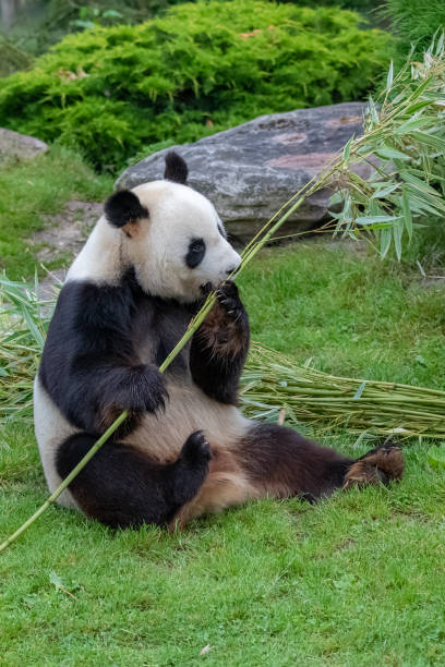 젊은 자이언트 팬더 - panda giant panda china eating 뉴스 사진 이미지