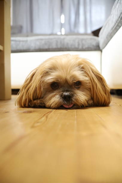 istock Cute dog lies on the floor 1204145348