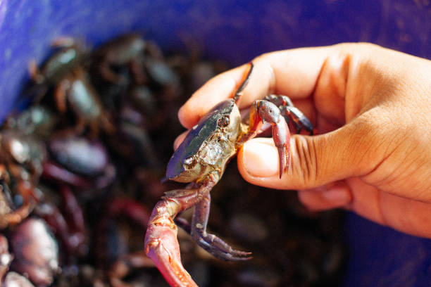 istock crab for making thai spicy salad 1204145522
