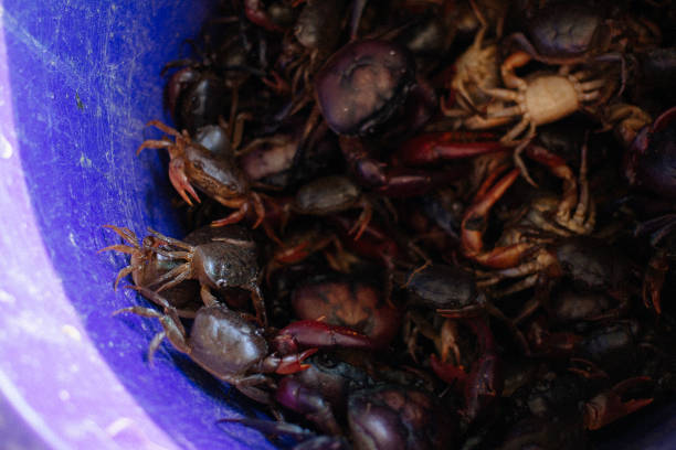 istock crab for making thai spicy salad 1204145589