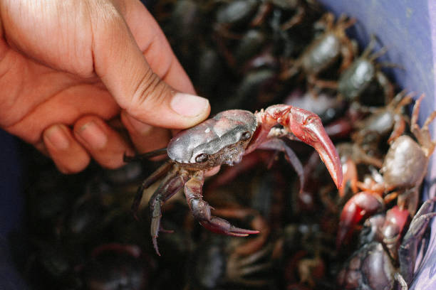 istock crab for making thai spicy salad 1204145666