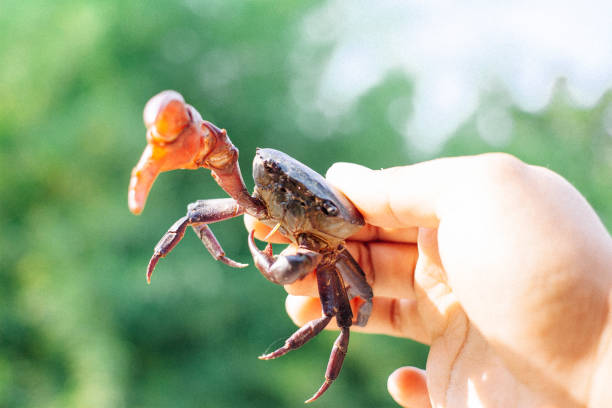 istock crab for making thai spicy salad 1204145916