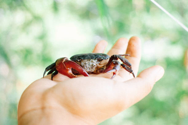 istock crab for making thai spicy salad 1204146537