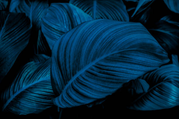istock Close up, Spathiphyllum cannifolium leaf, abstract green texture, nature background, tropical leaf 1204146709
