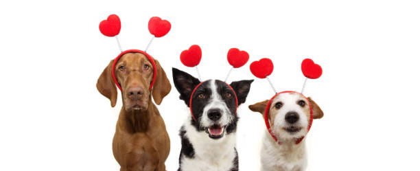 banner three group dogs puppy love celebrating valentine's day with a red heart shape diadem. Isolated on white background. Happy expression. banner three group dogs puppy love celebrating valentine's day with a red heart shape diadem. Isolated on white background. Happy expression. dog group of animals three animals happiness stock pictures, royalty-free photos & images