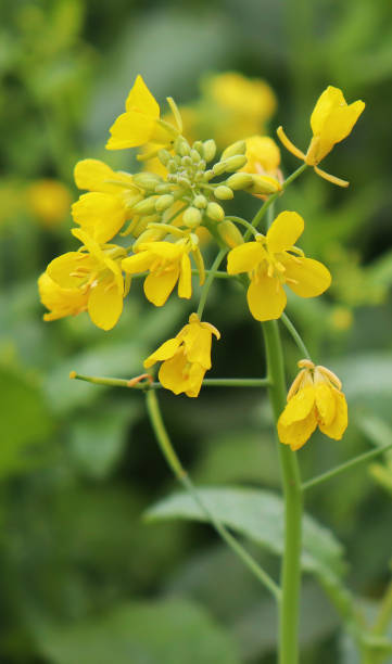 istock Mustard flower. Beautiful yellow mustard flower in the fields 1204147660
