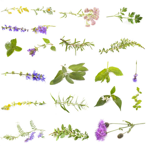 istock group of wild plants 1204147706