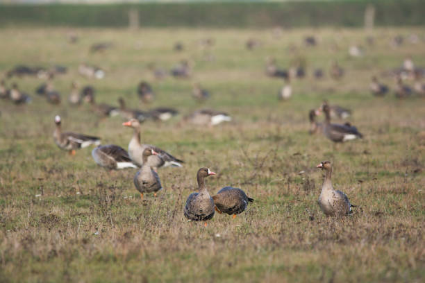 istock Flock of Greylag goose on pasture 1204148571