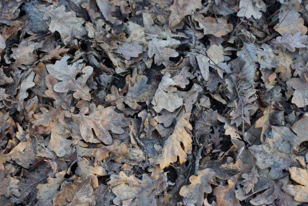 istock gray texture from a pile of dry fallen oak leaves 1204148969