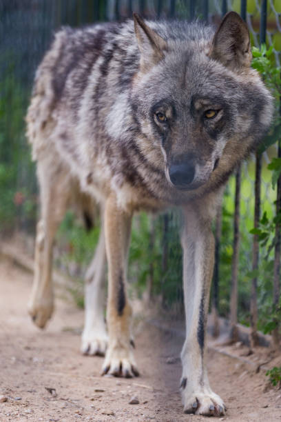 istock Wild Mature Wolf in Ecological Reserve.Vertical Image 1204149020