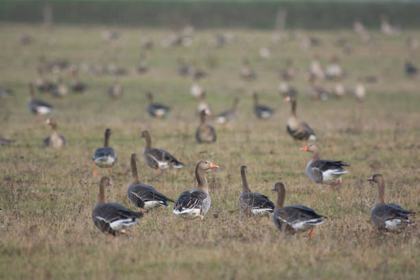 istock Flock of Greylag goose on pasture 1204149106