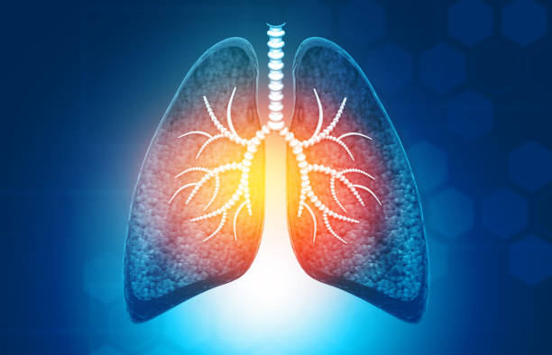 istock Anatomy of Human lungs with bronchial and trachea 1204149295